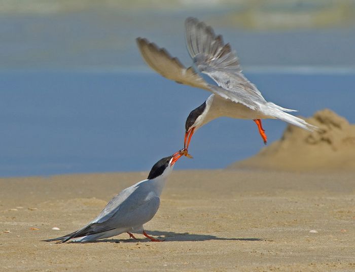 Birds by Yaki Zander