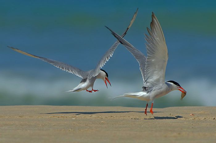 Birds by Yaki Zander