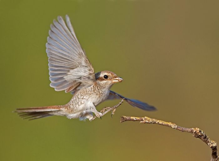 Birds by Yaki Zander