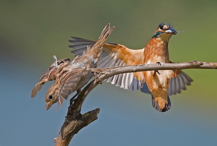 Birds by Yaki Zander