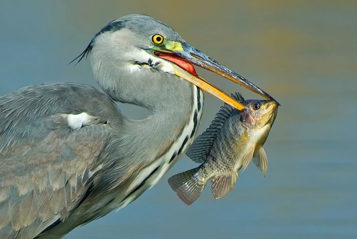 Birds by Yaki Zander