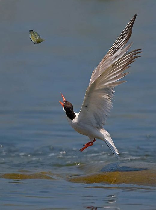 Birds by Yaki Zander