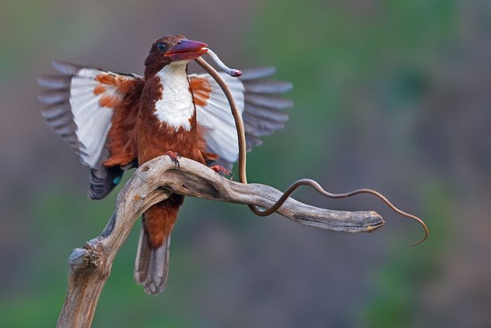 Birds by Yaki Zander