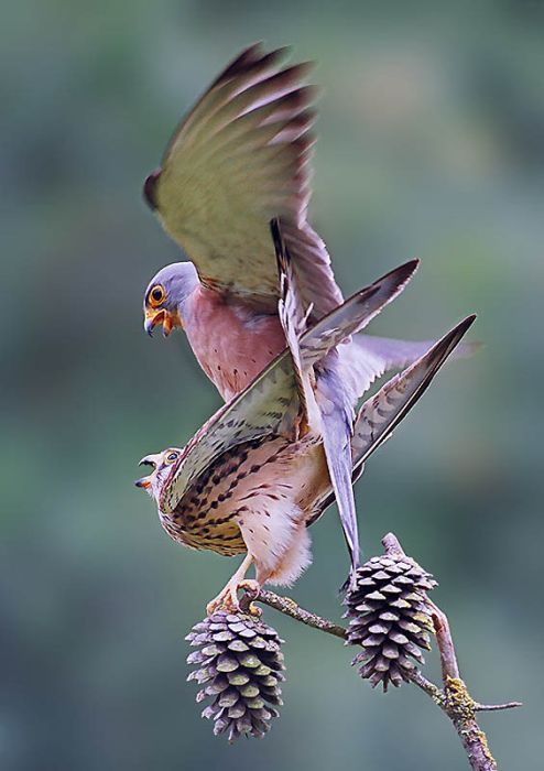 Birds by Yaki Zander