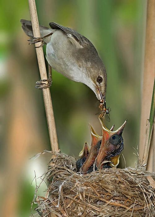 Birds by Yaki Zander