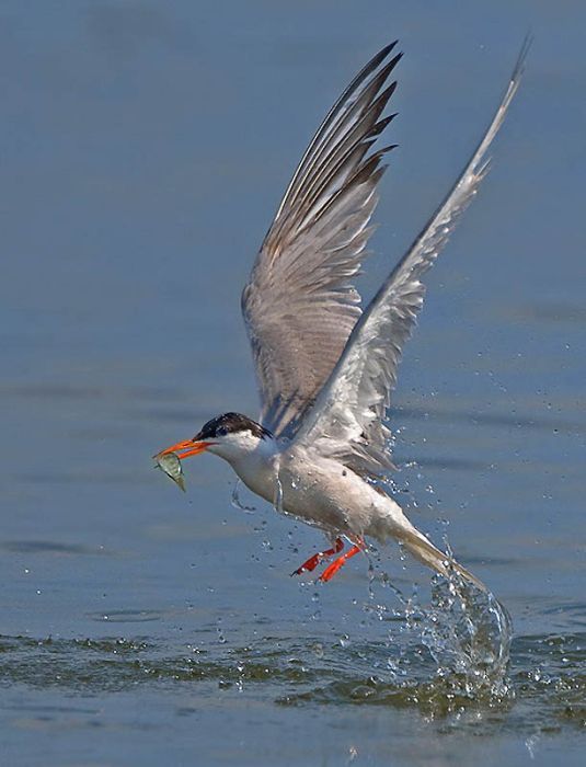 Birds by Yaki Zander