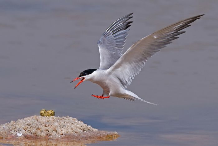 Birds by Yaki Zander