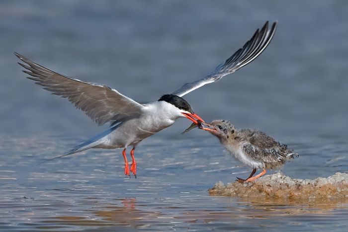 Birds by Yaki Zander