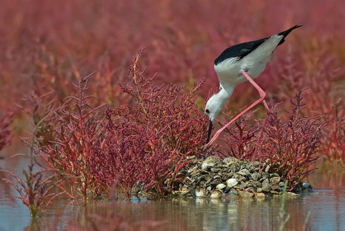 Birds by Yaki Zander