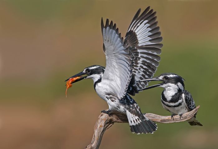 Birds by Yaki Zander