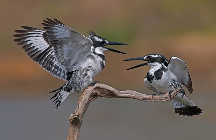 Birds by Yaki Zander