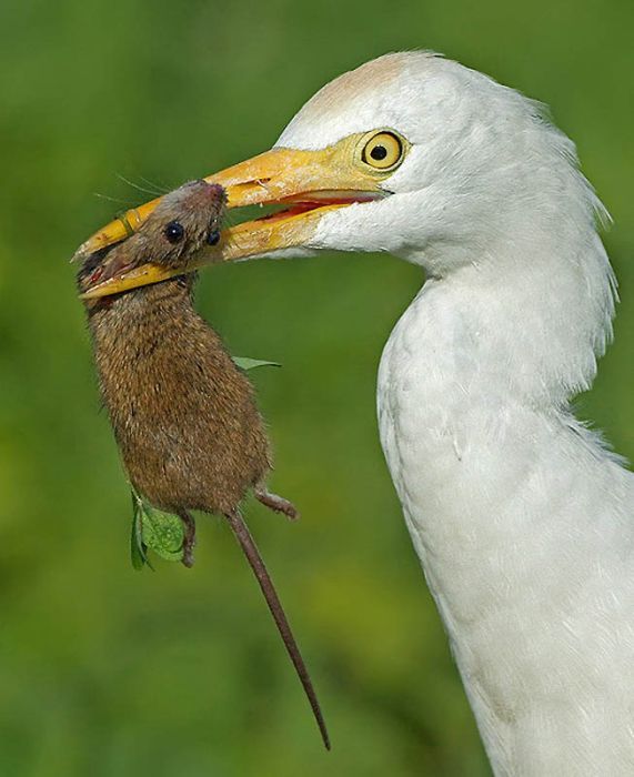 Birds by Yaki Zander