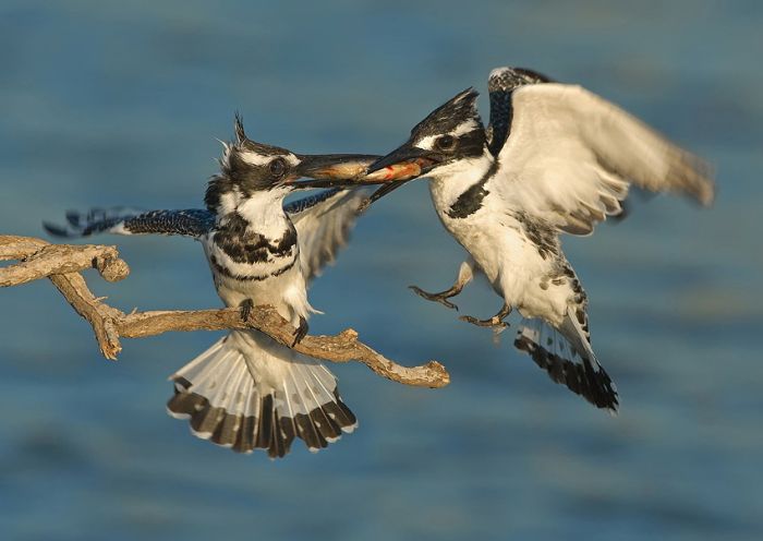 Birds by Yaki Zander