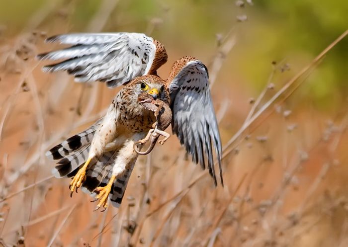 Birds by Yaki Zander