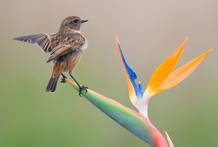 Birds by Yaki Zander