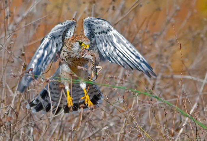 Birds by Yaki Zander