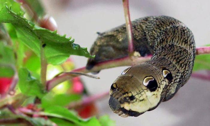 deilephila elpenor caterpillar looks like a snake