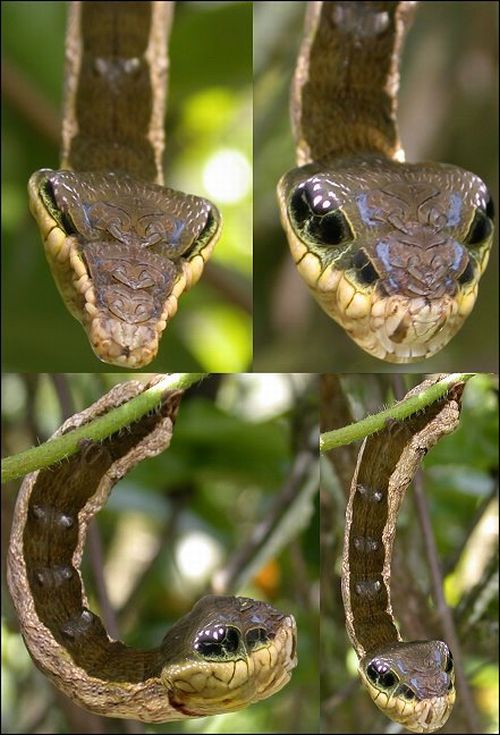 deilephila elpenor caterpillar looks like a snake