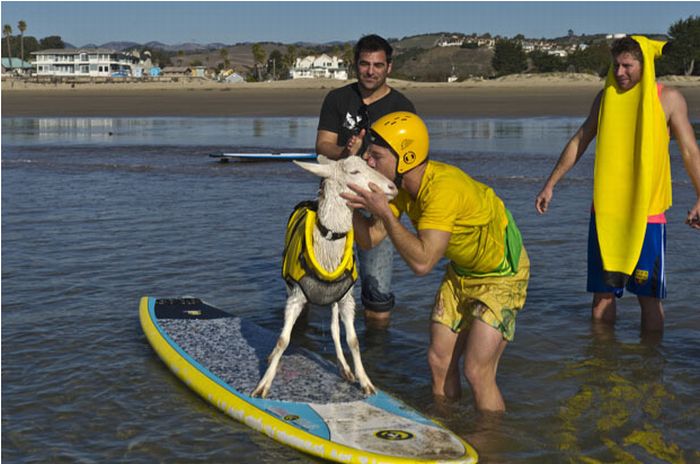 surfing goat