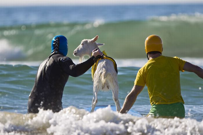 surfing goat