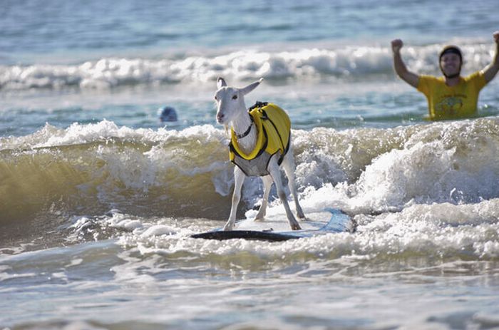 surfing goat