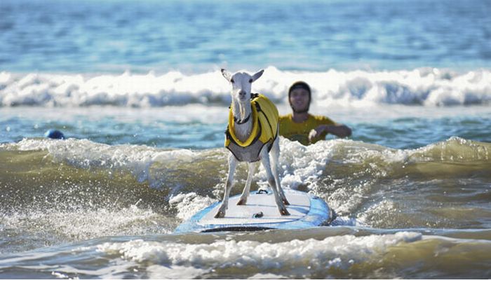 surfing goat