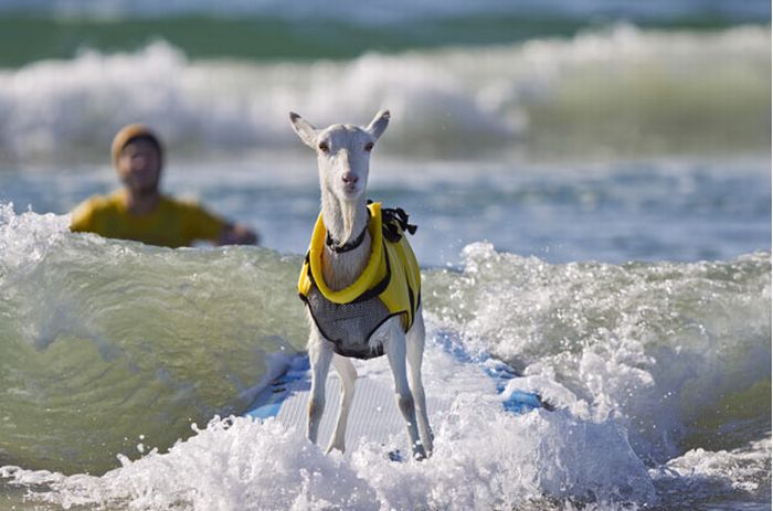 surfing goat