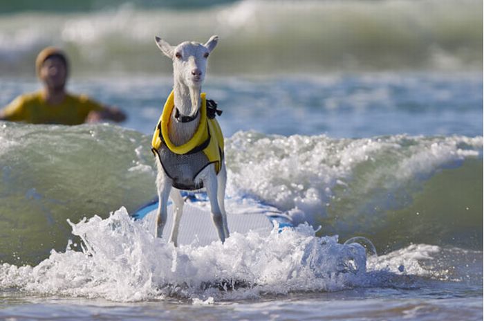 surfing goat