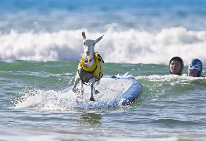 surfing goat