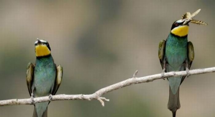 birds sharing a butterfly food