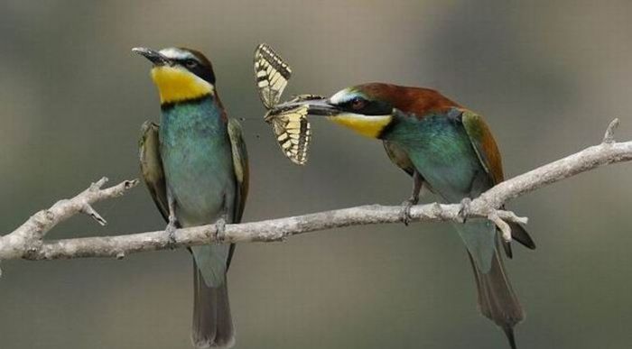 birds sharing a butterfly food