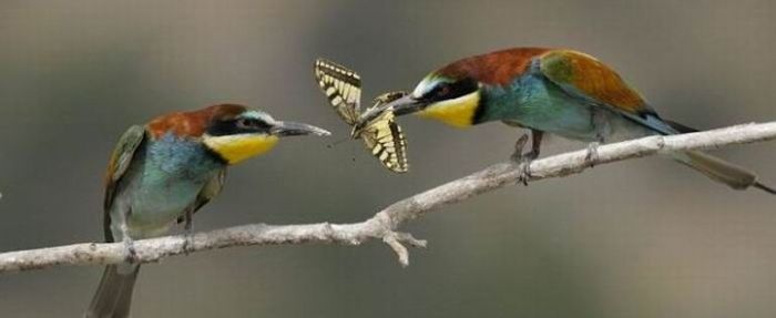 birds sharing a butterfly food