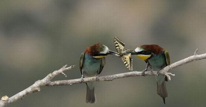 birds sharing a butterfly food