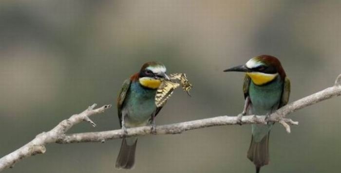 birds sharing a butterfly food