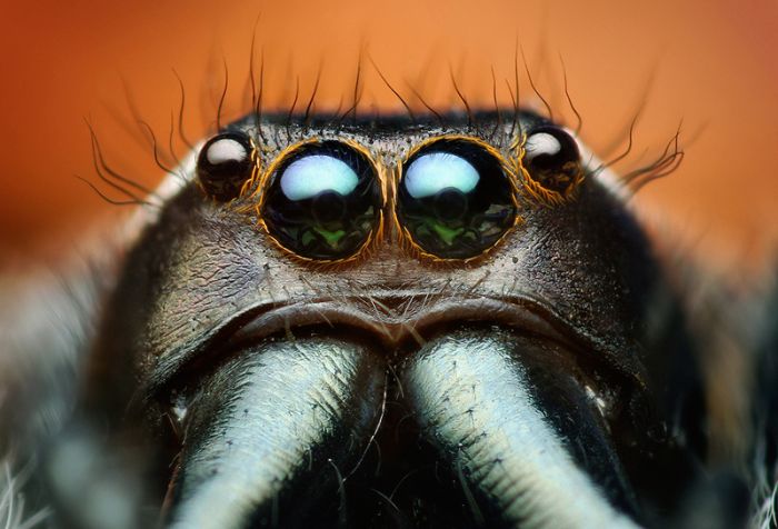 Macro photography by Thomas Shahan