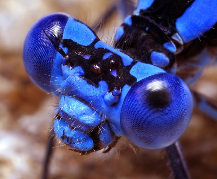 Macro photography by Thomas Shahan