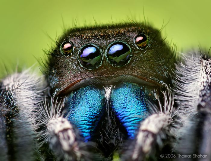 Macro photography by Thomas Shahan