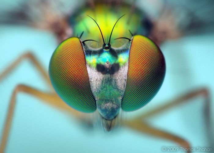 Macro photography by Thomas Shahan