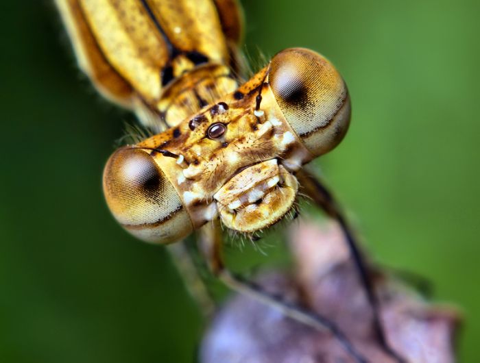 Macro photography by Thomas Shahan