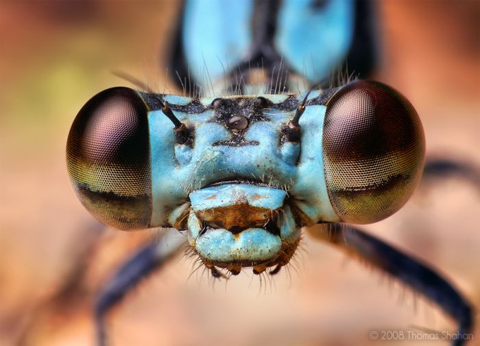 Macro photography by Thomas Shahan