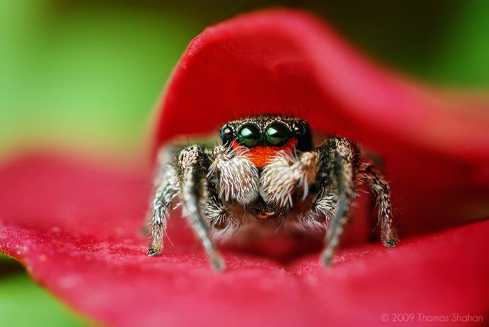 Macro photography by Thomas Shahan