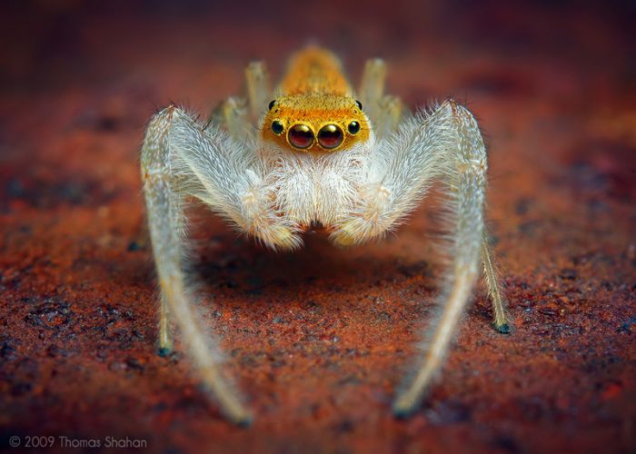 Macro photography by Thomas Shahan