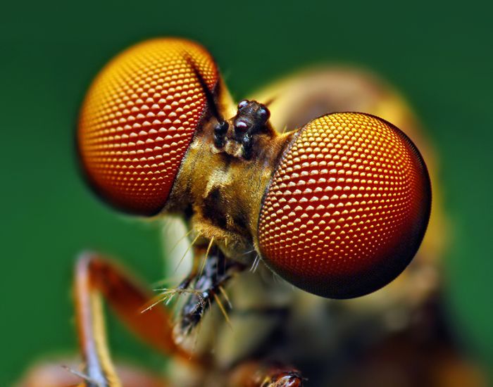 Macro photography by Thomas Shahan