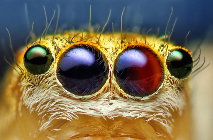 Macro photography by Thomas Shahan