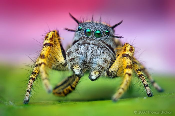 Macro photography by Thomas Shahan