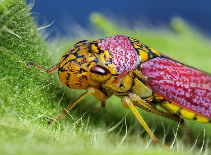 Macro photography by Thomas Shahan