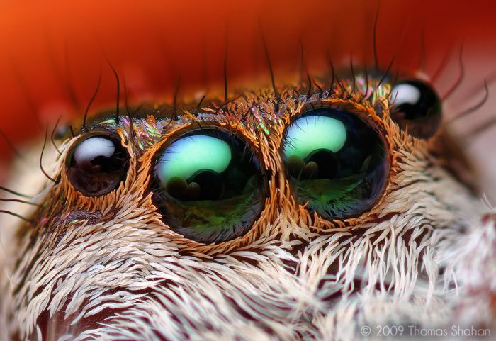 Macro photography by Thomas Shahan