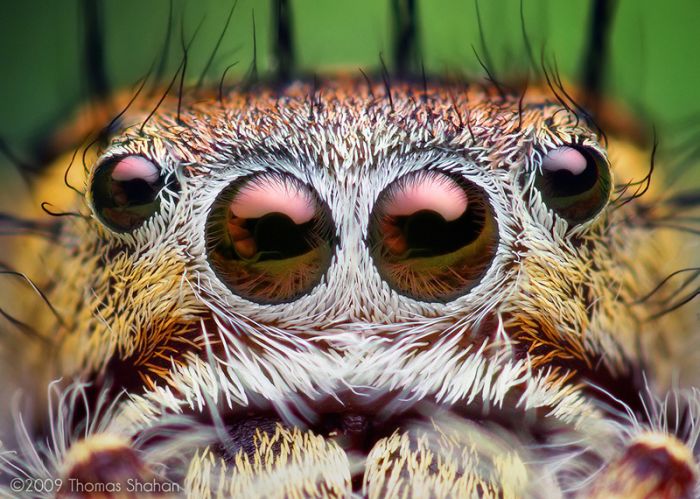 Macro photography by Thomas Shahan