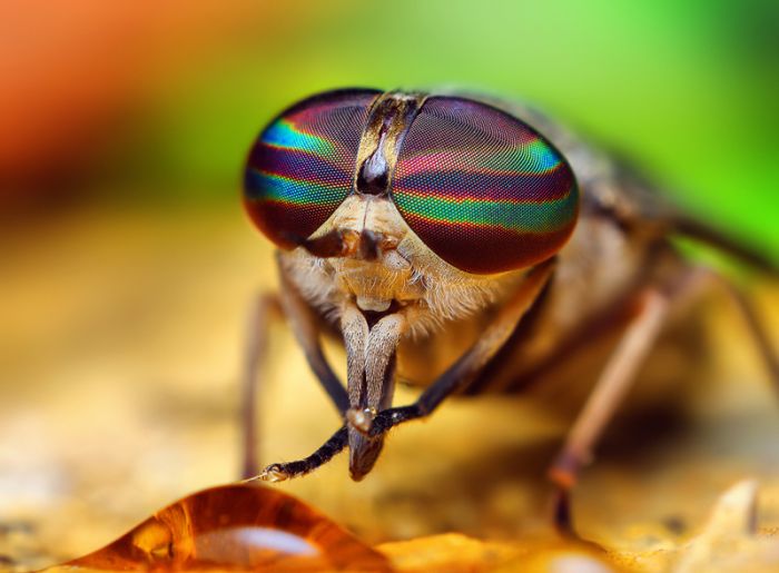 Macro photography by Thomas Shahan