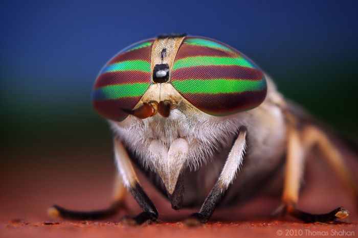 Macro photography by Thomas Shahan